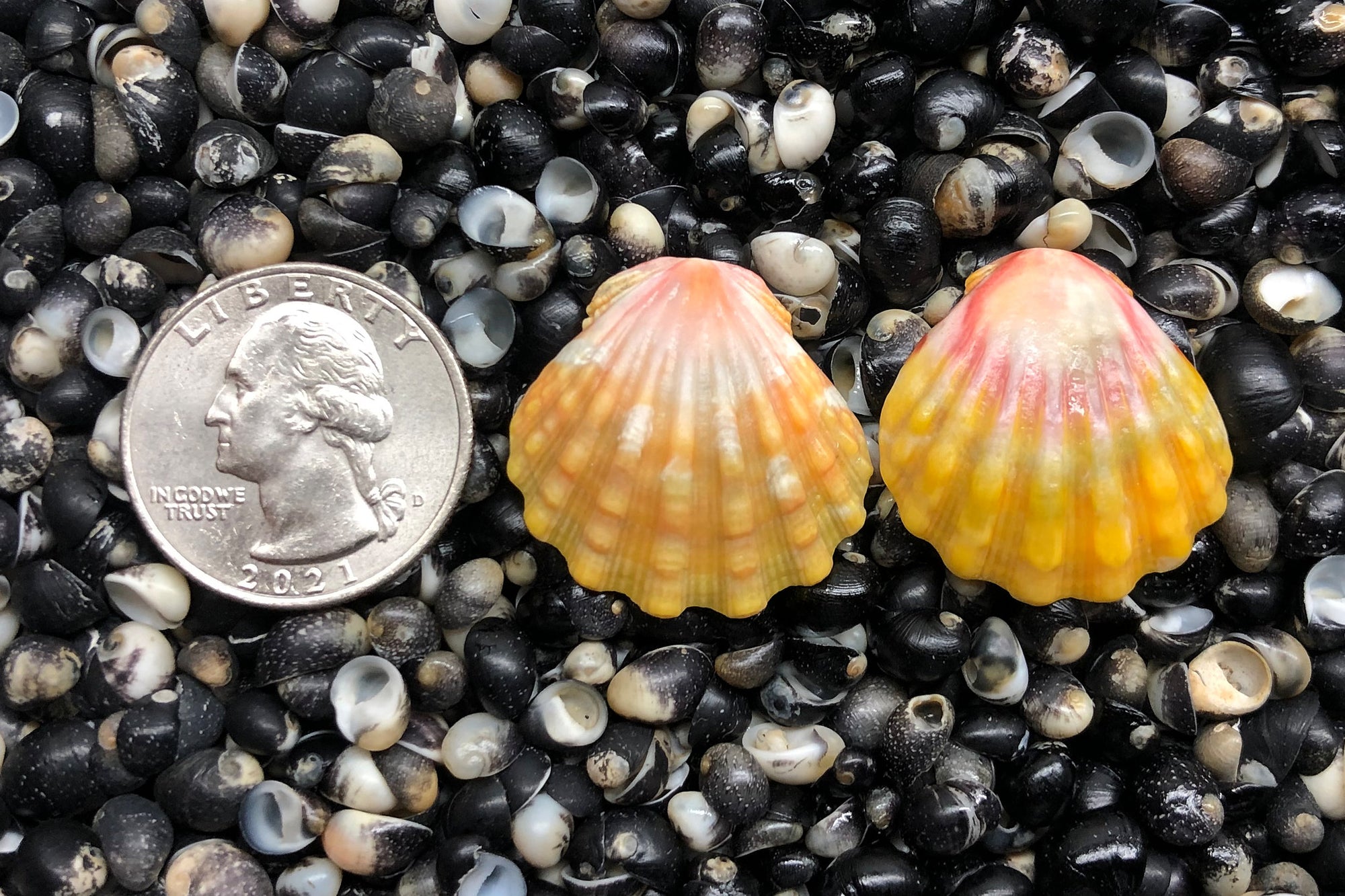 1370 Matched Earrings