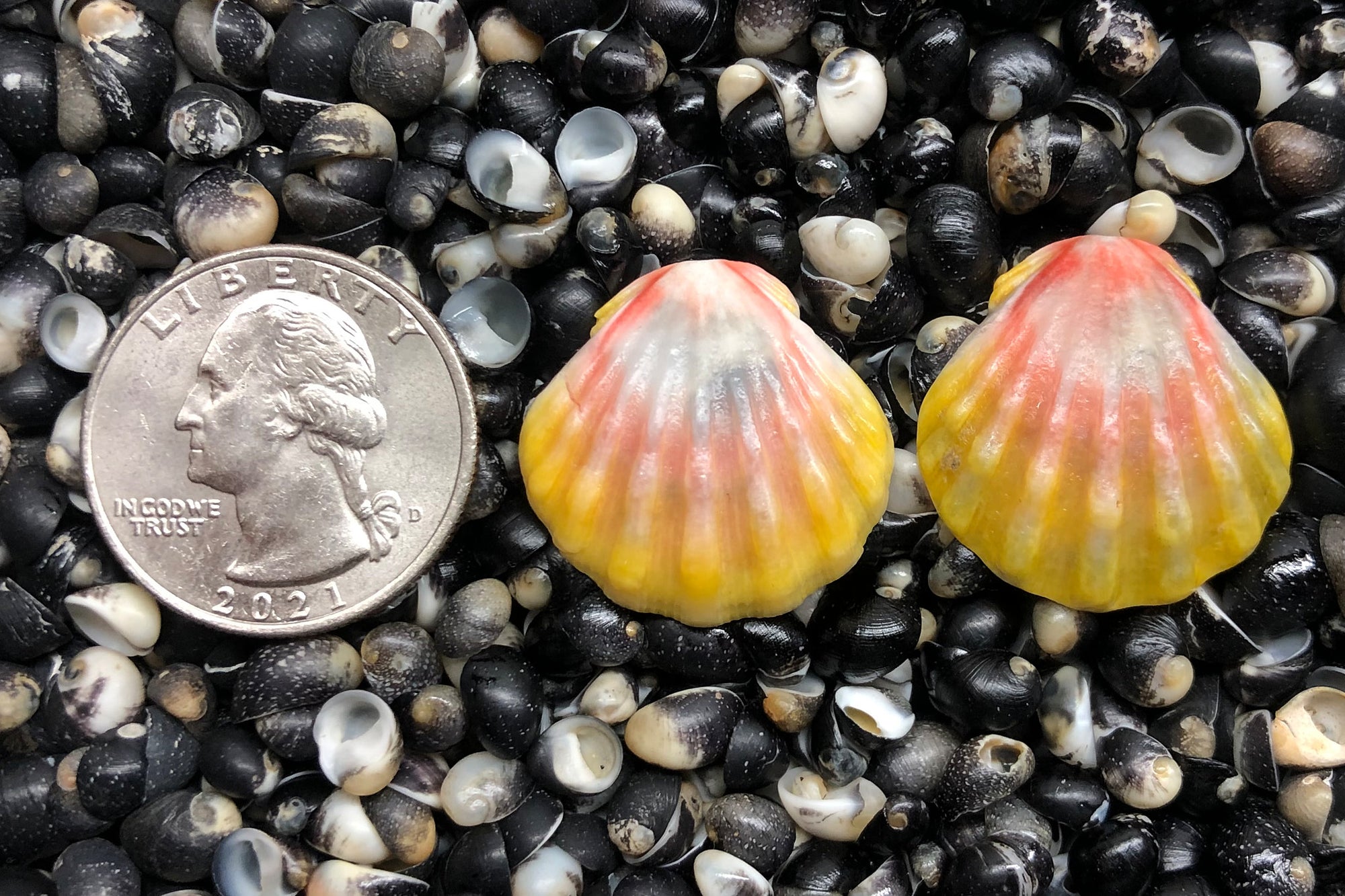 1375 Matched Earrings