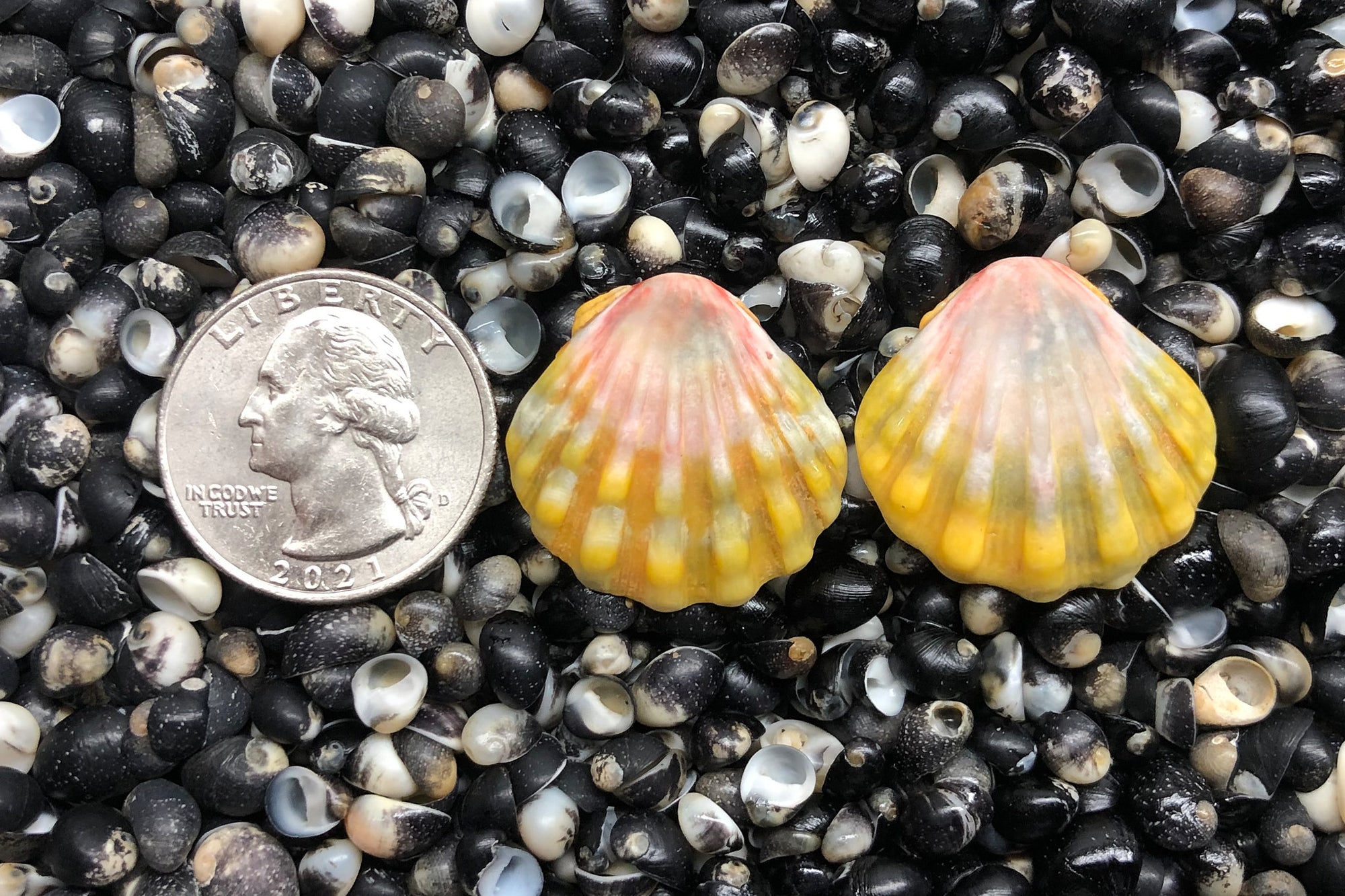 1379 Matched Earrings