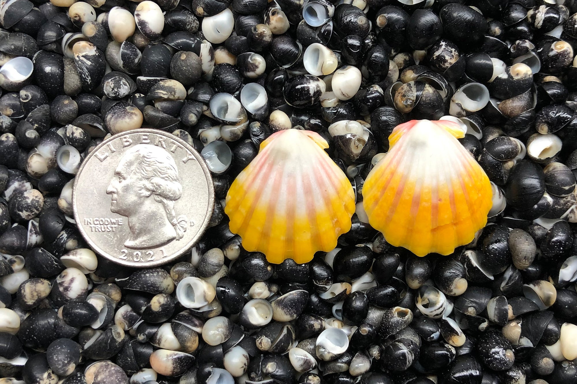 1389 Matched Earrings