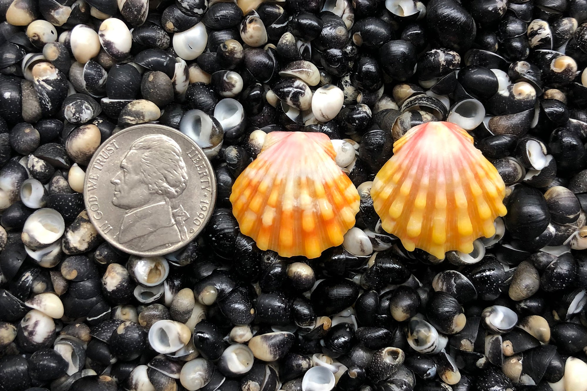 1400 Matched Earrings