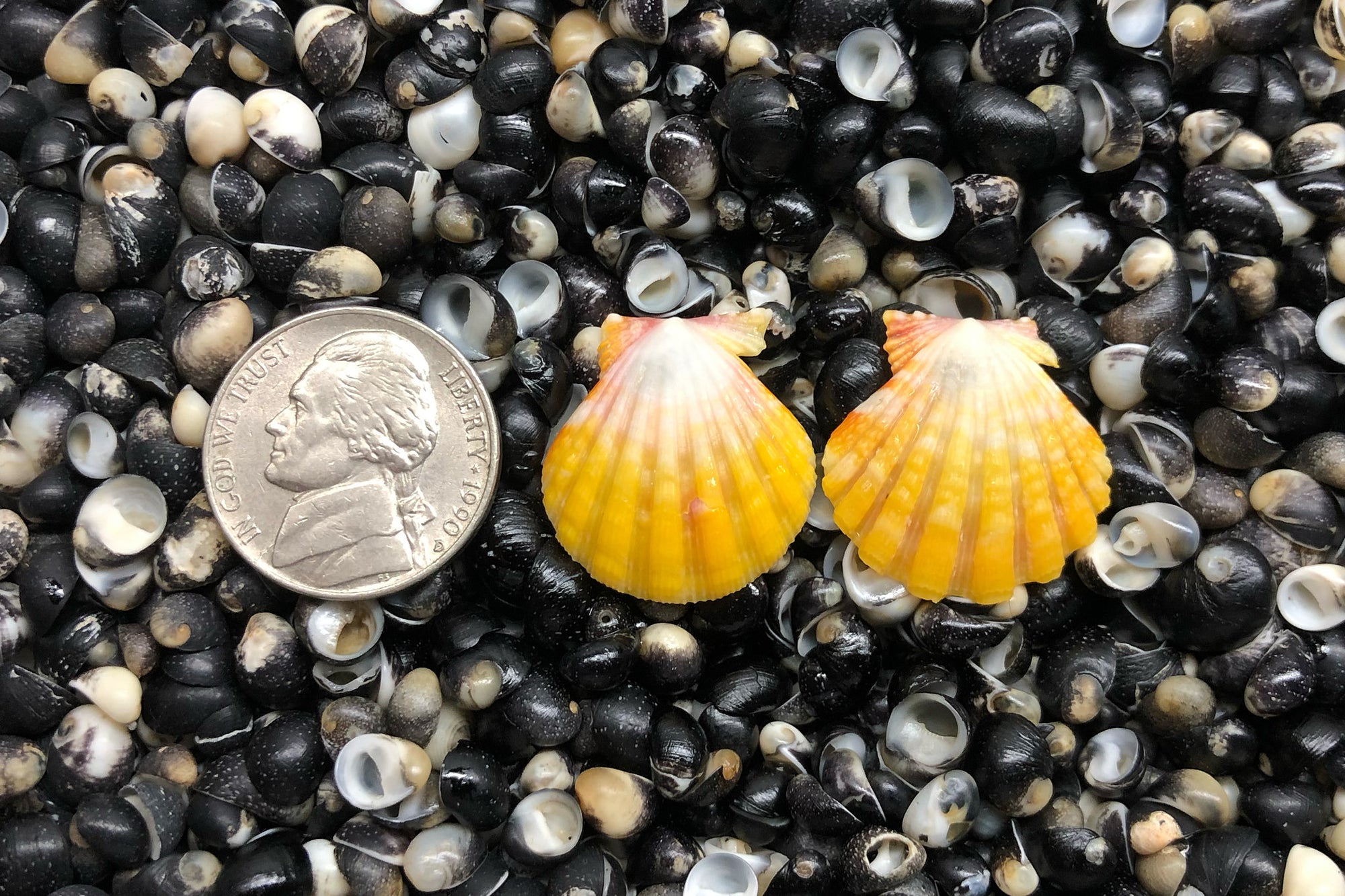 1457 Matched Earrings