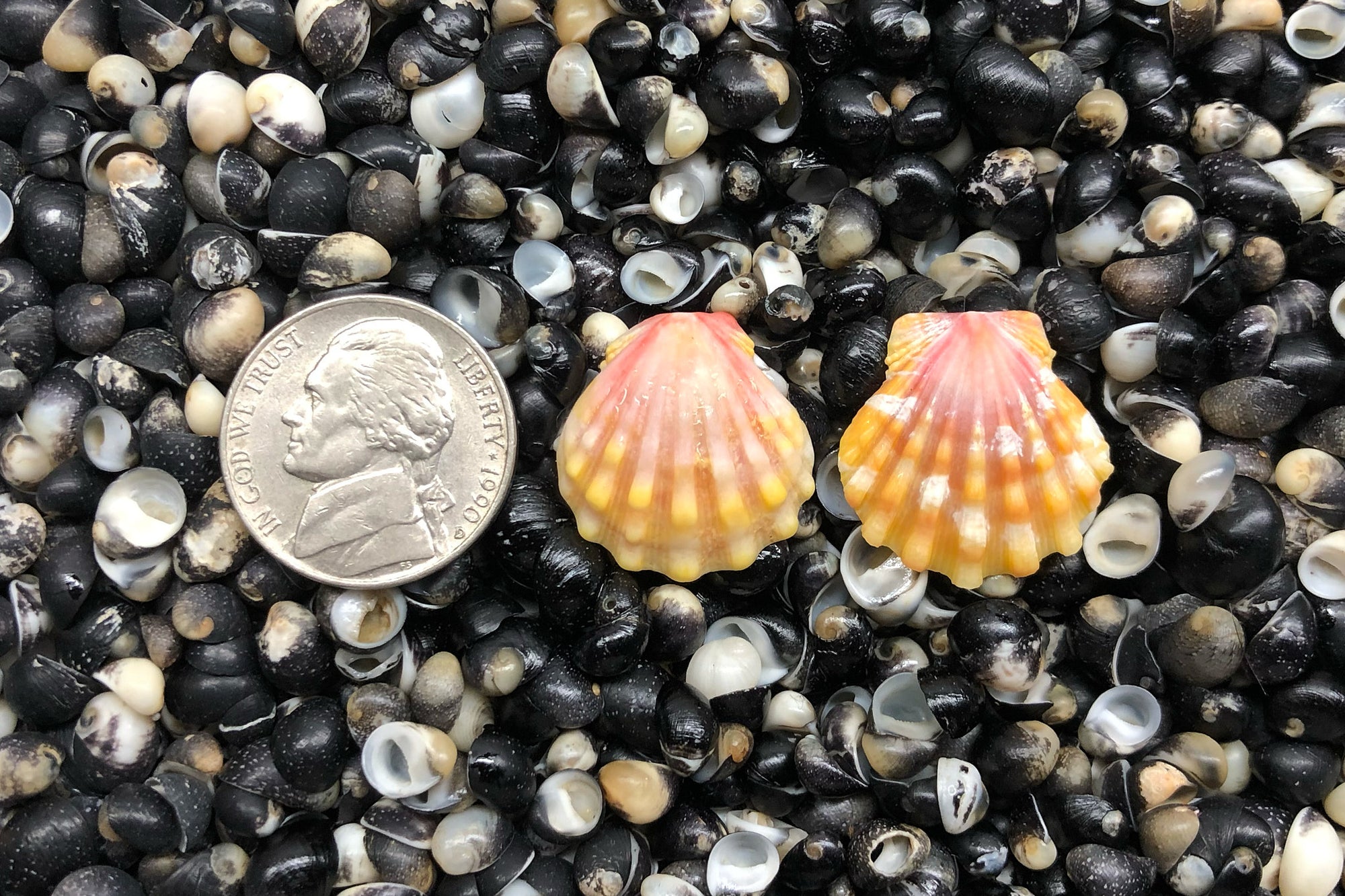 1484 Matched Earrings