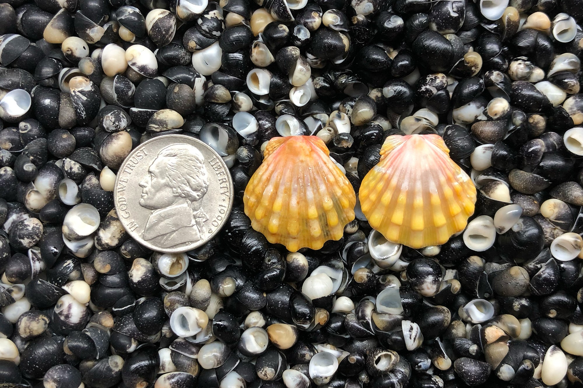 1489 Matched Earrings