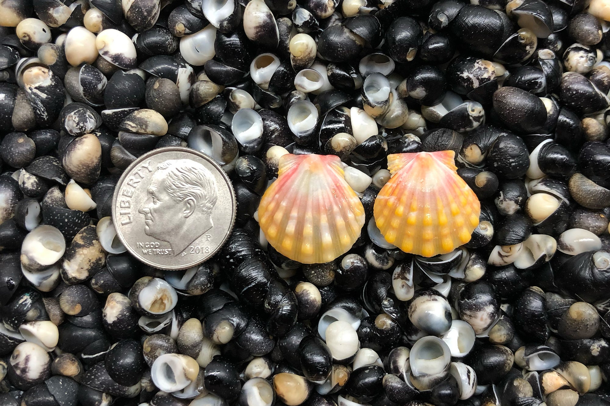 1561 Matched Earrings