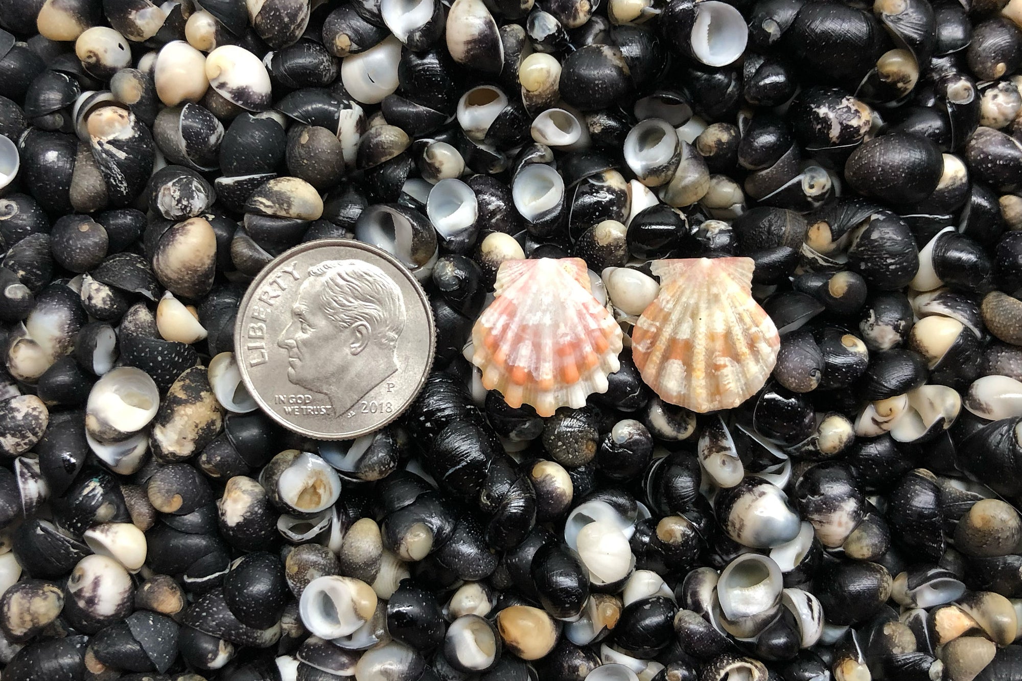 1570 Matched Earrings