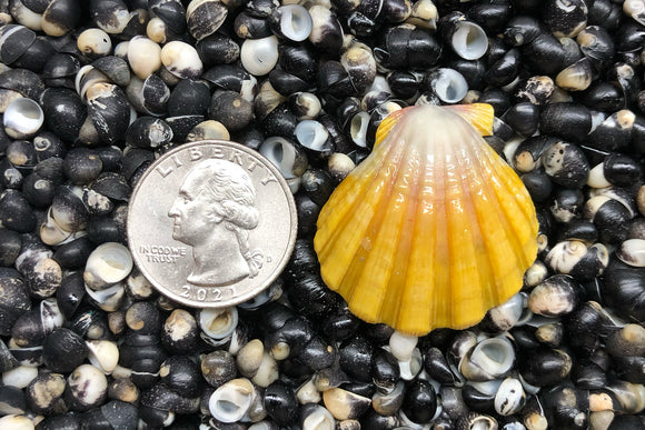 sunrise shell earrings