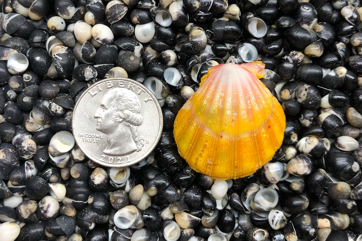 1578 Single Sunrise Shell