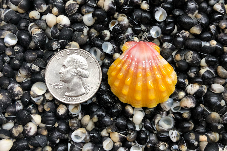 1581 Single Sunrise Shell