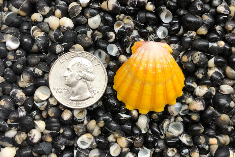 1586 Single Sunrise Shell