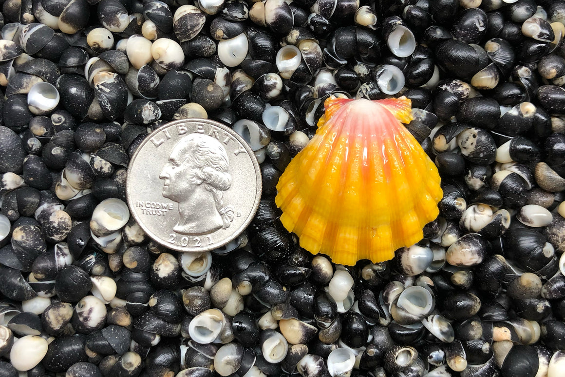 1588 Single Sunrise Shell