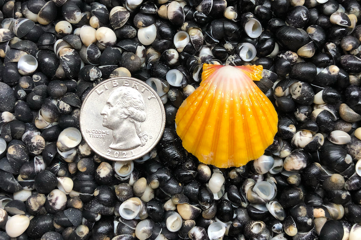 1589 Single Sunrise Shell