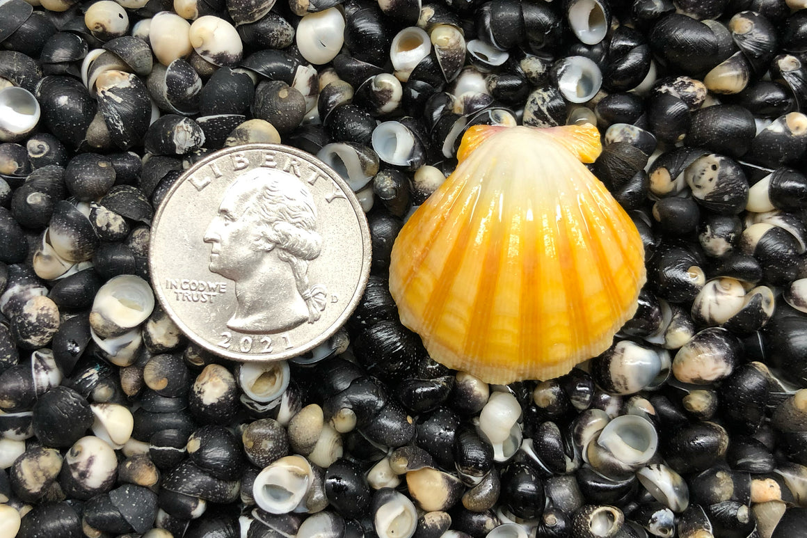 1592 Single Sunrise Shell