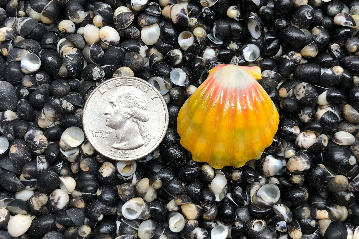 1593 Single Sunrise Shell