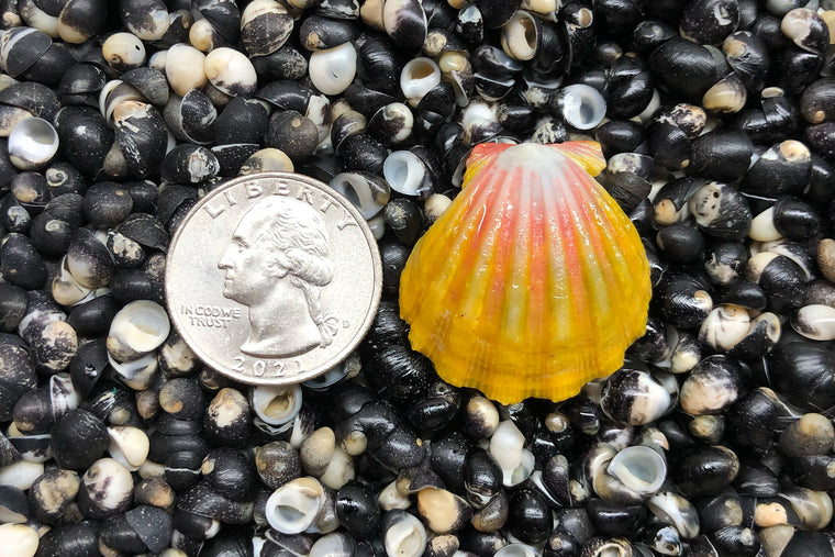 1595 Single Sunrise Shell