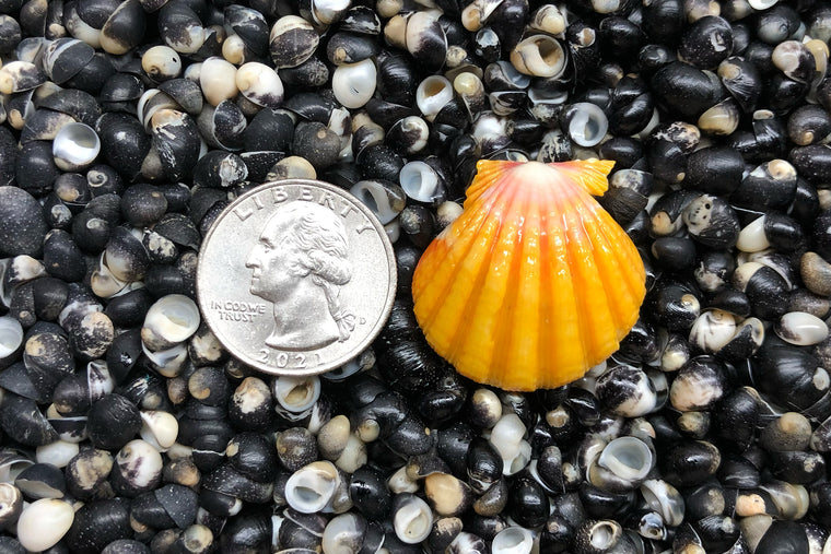 1597 Single Sunrise Shell