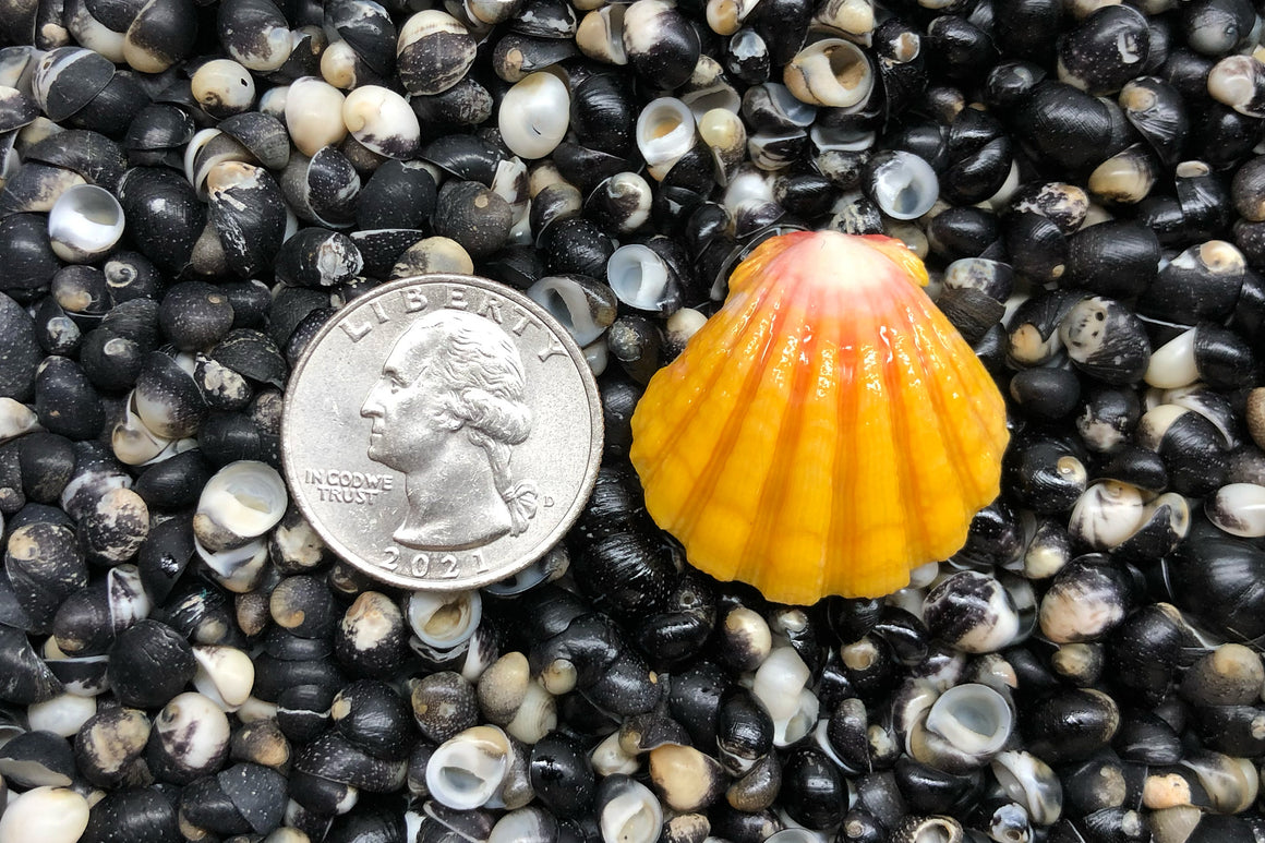 1598 Single Sunrise Shell