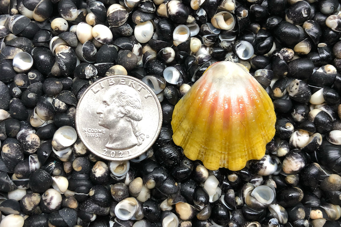 1599 Single Sunrise Shell