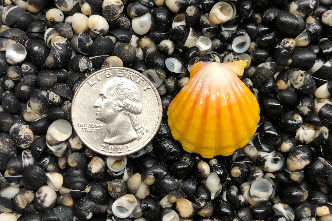 1626 Single Sunrise Shell