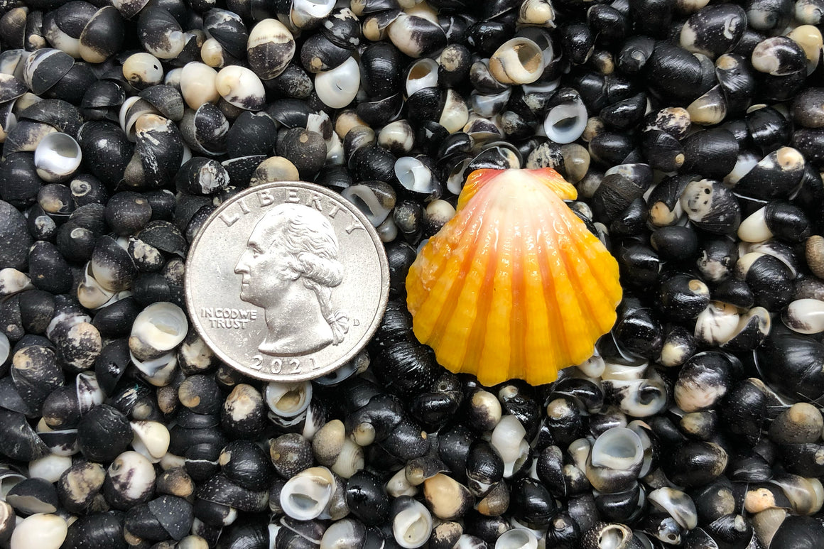 1631 Single Sunrise Shell