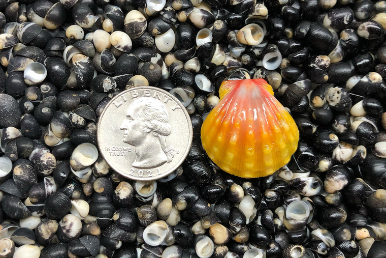 1634 Single Sunrise Shell