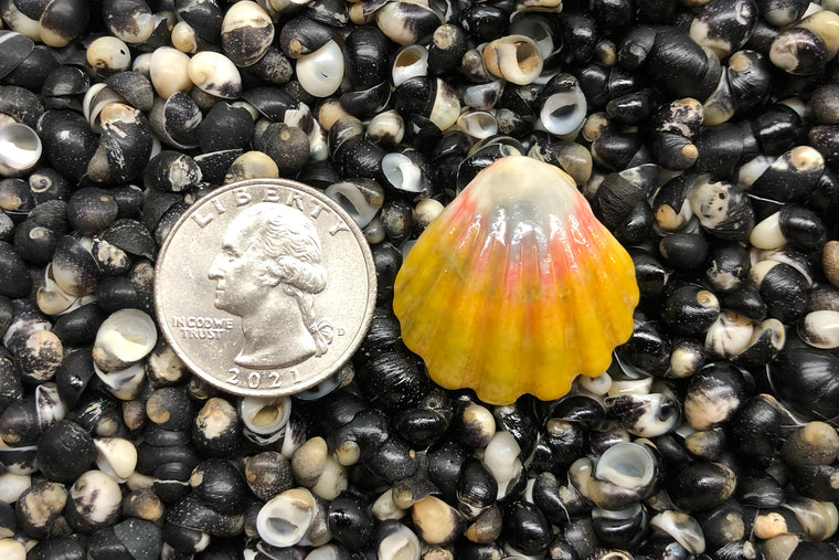 1640 Single Sunrise Shell