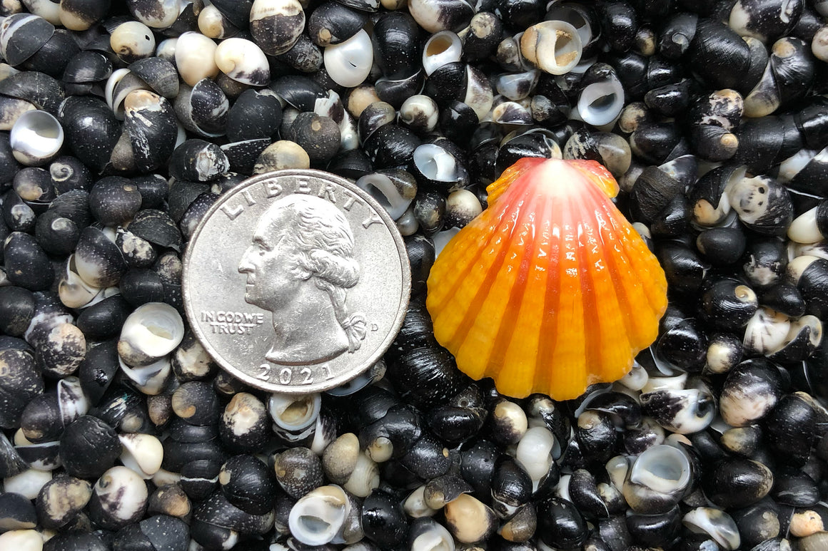 1643 Single Sunrise Shell