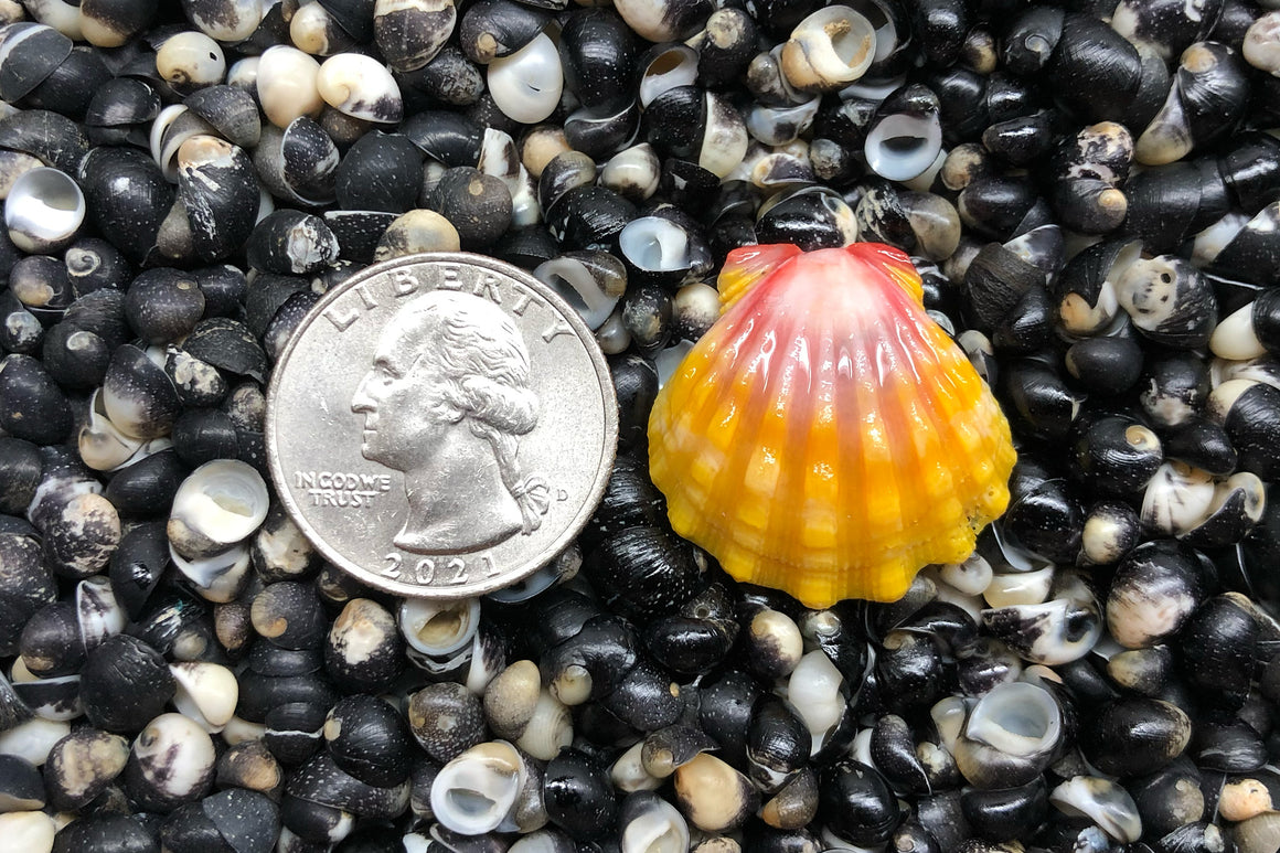 1646 Single Sunrise Shell