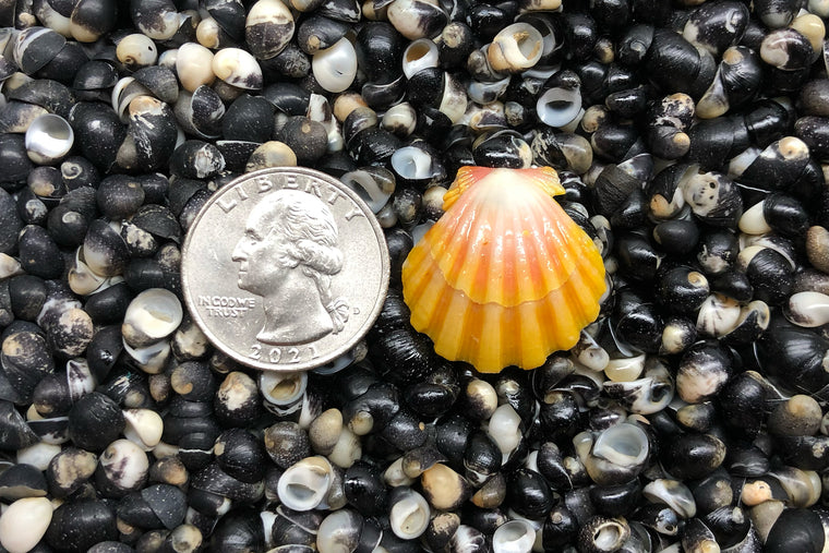 1647 Single Sunrise Shell