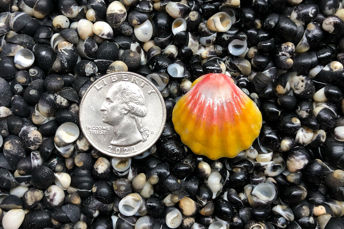 1649 Single Sunrise Shell