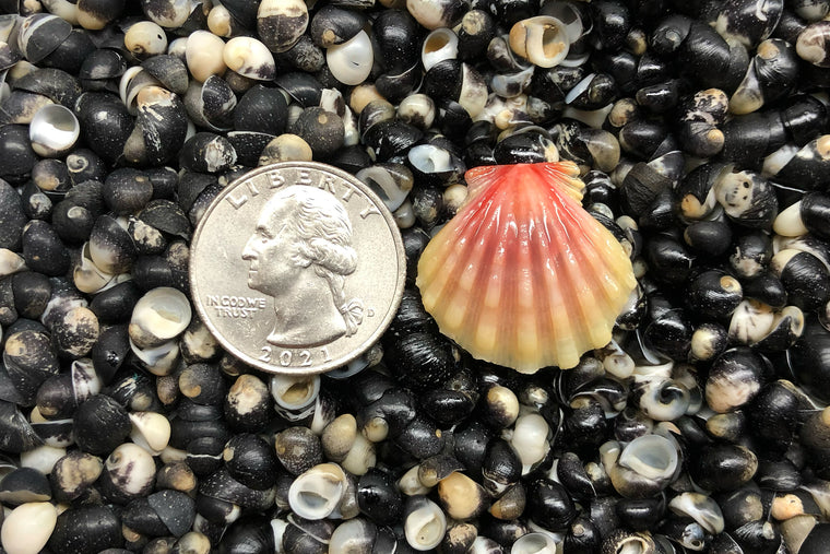 1651 Single Sunrise Shell