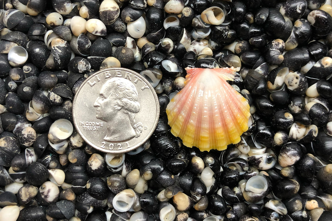 1662 Single Sunrise Shell