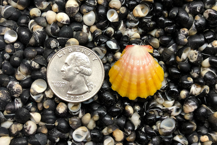 1663 Single Sunrise Shell