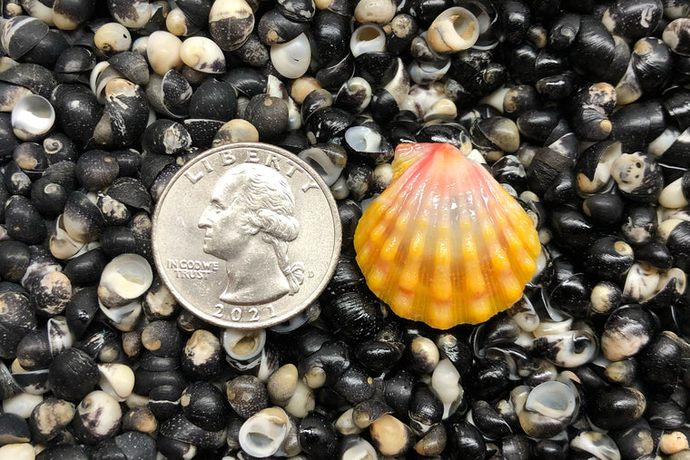 1667 Single Sunrise Shell