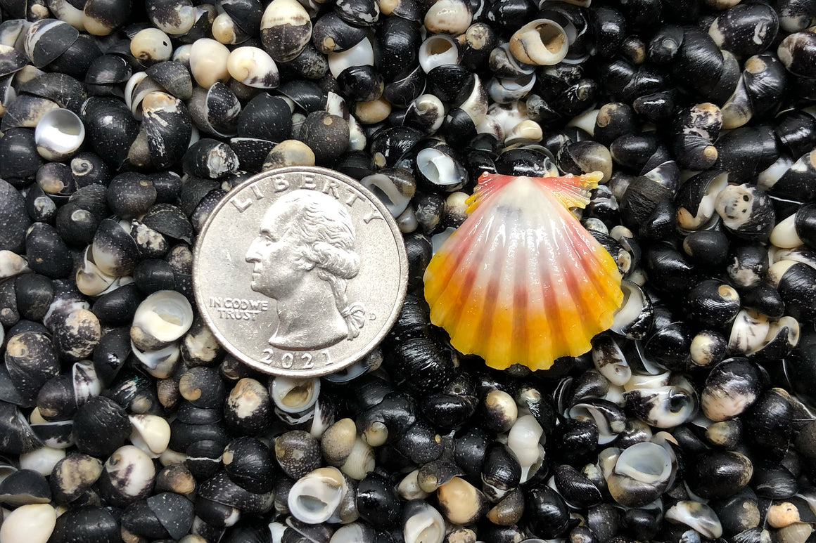 1672 Single Sunrise Shell