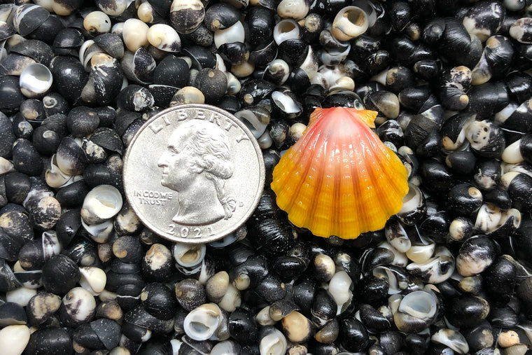 1677 Single Sunrise Shell