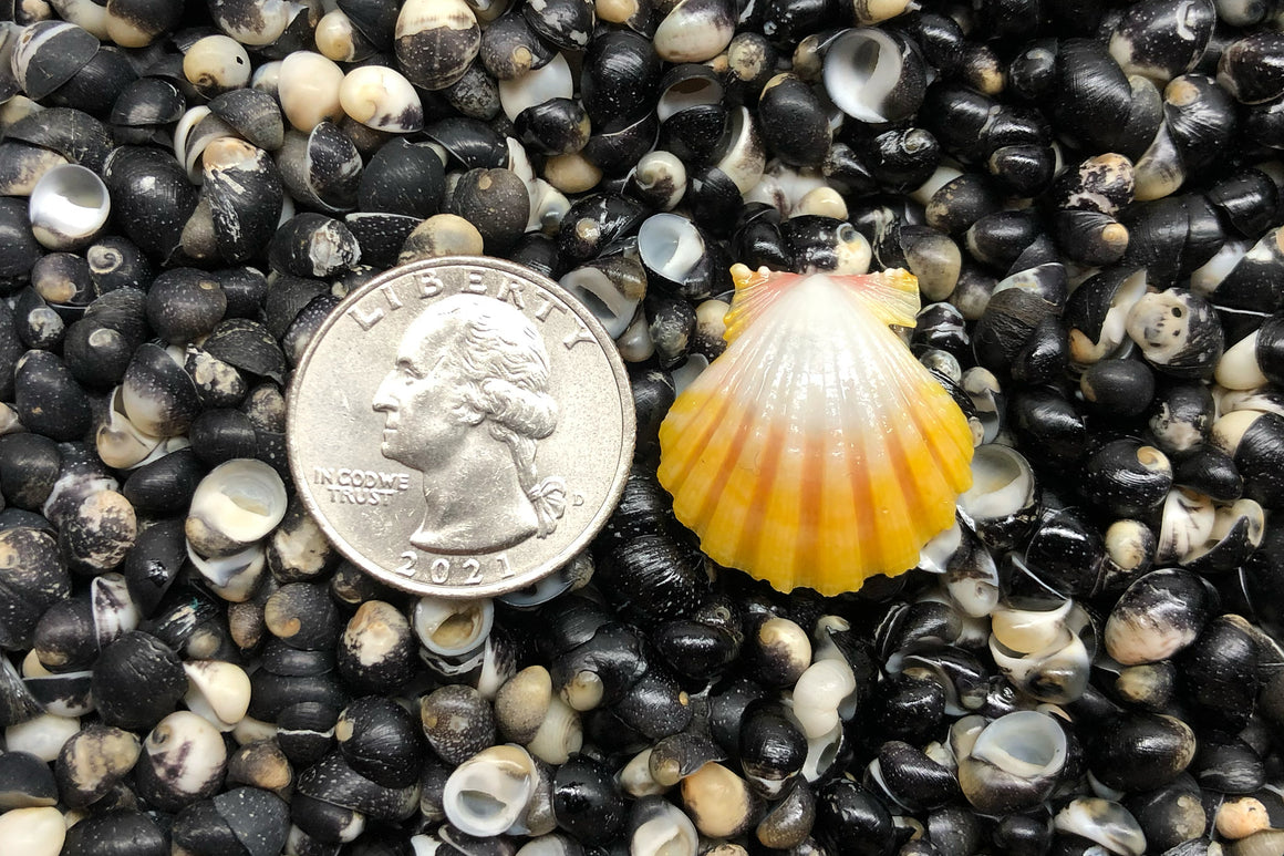 1690 Single Sunrise Shell