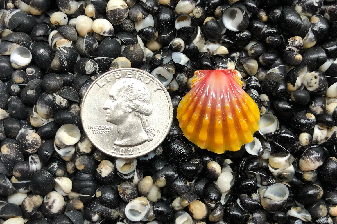 1692 Single Sunrise Shell