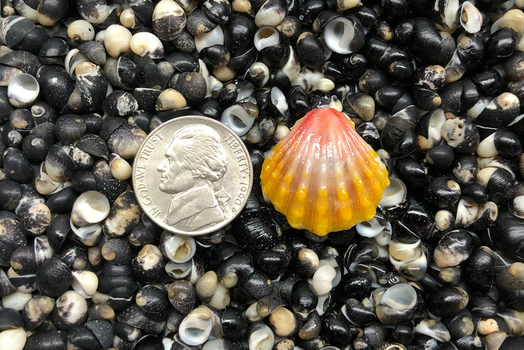 1696 Single Sunrise Shell