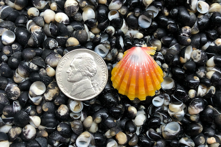 1699 Single Sunrise Shell