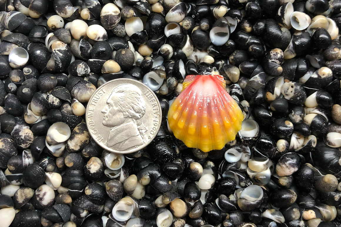 1702 Single Sunrise Shell