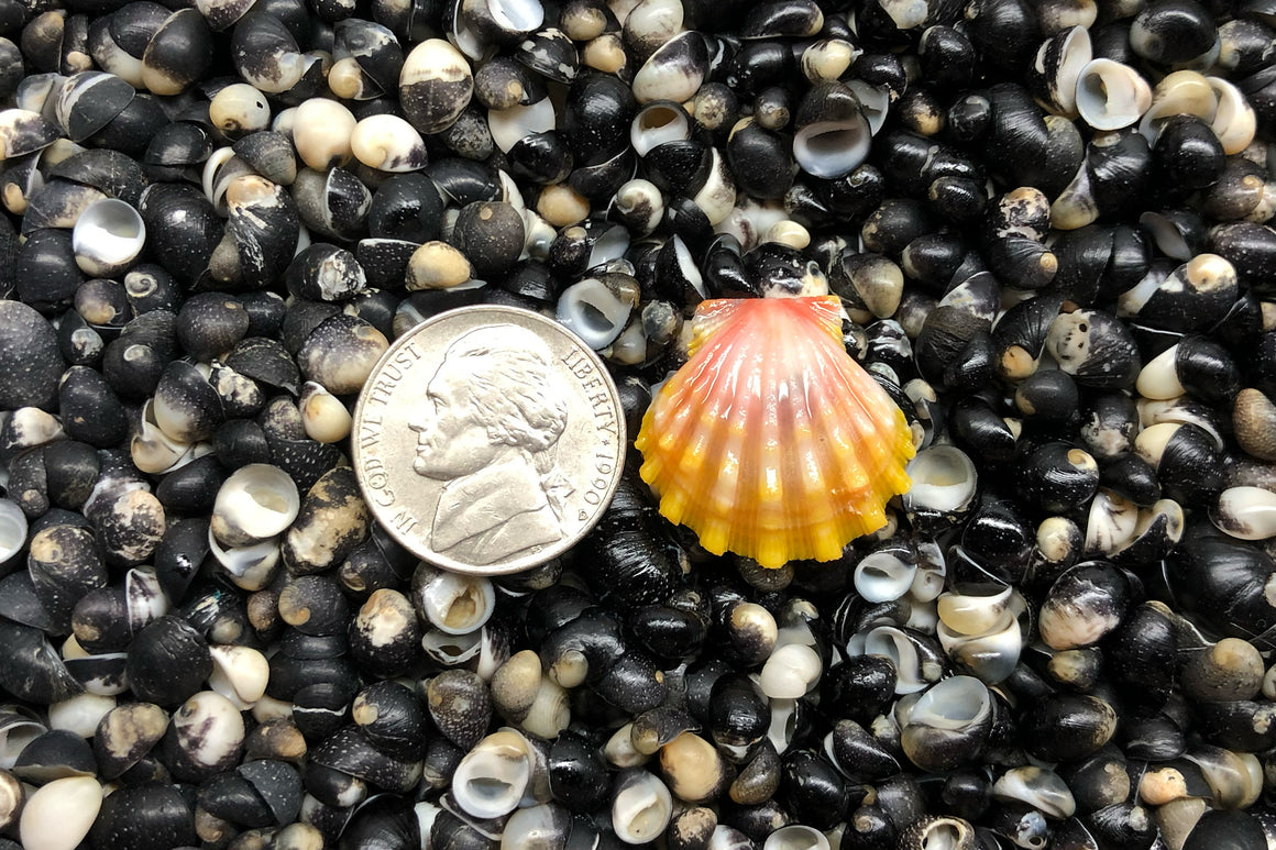 1704 Single Sunrise Shell