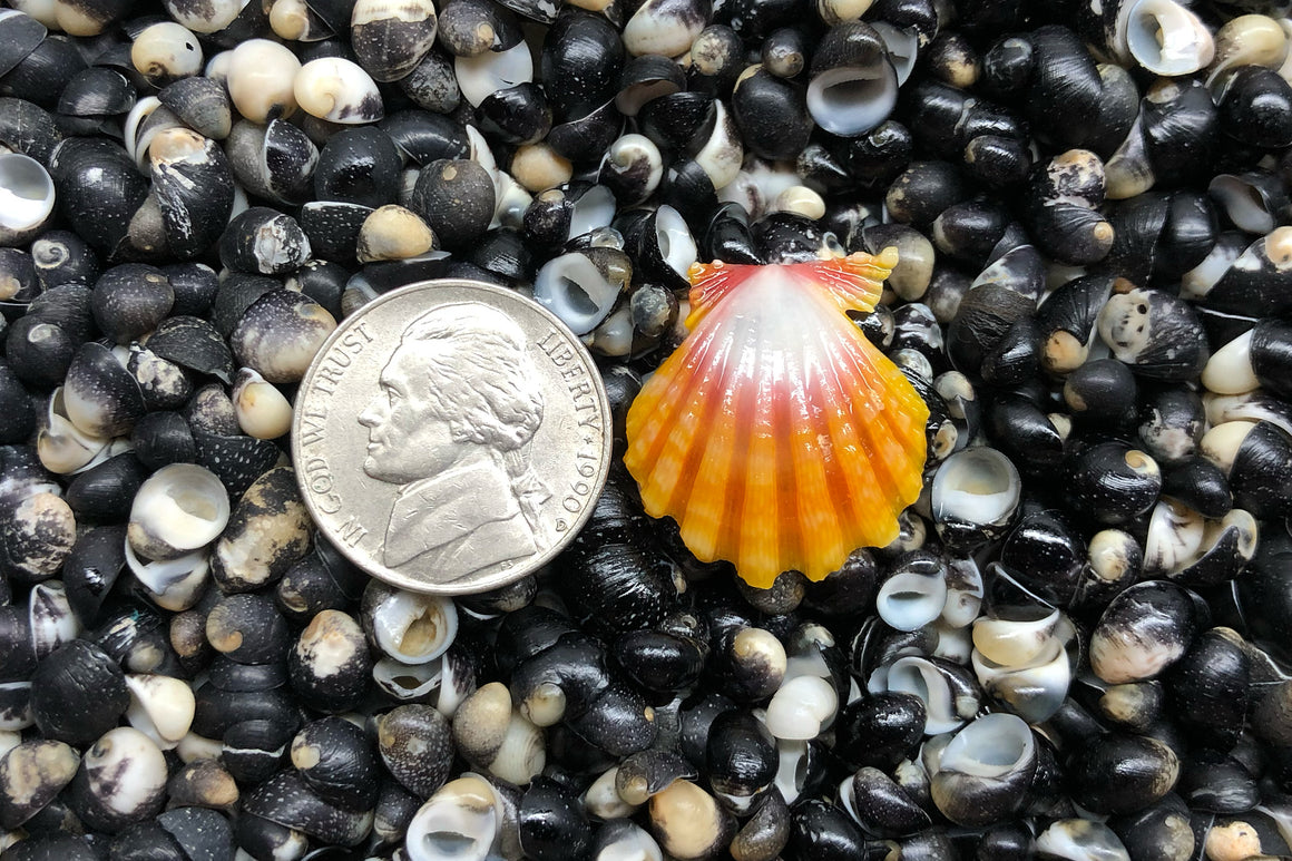 1705 Single Sunrise Shell