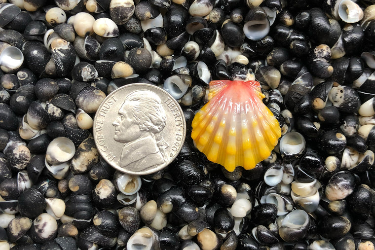 1706 Single Sunrise Shell