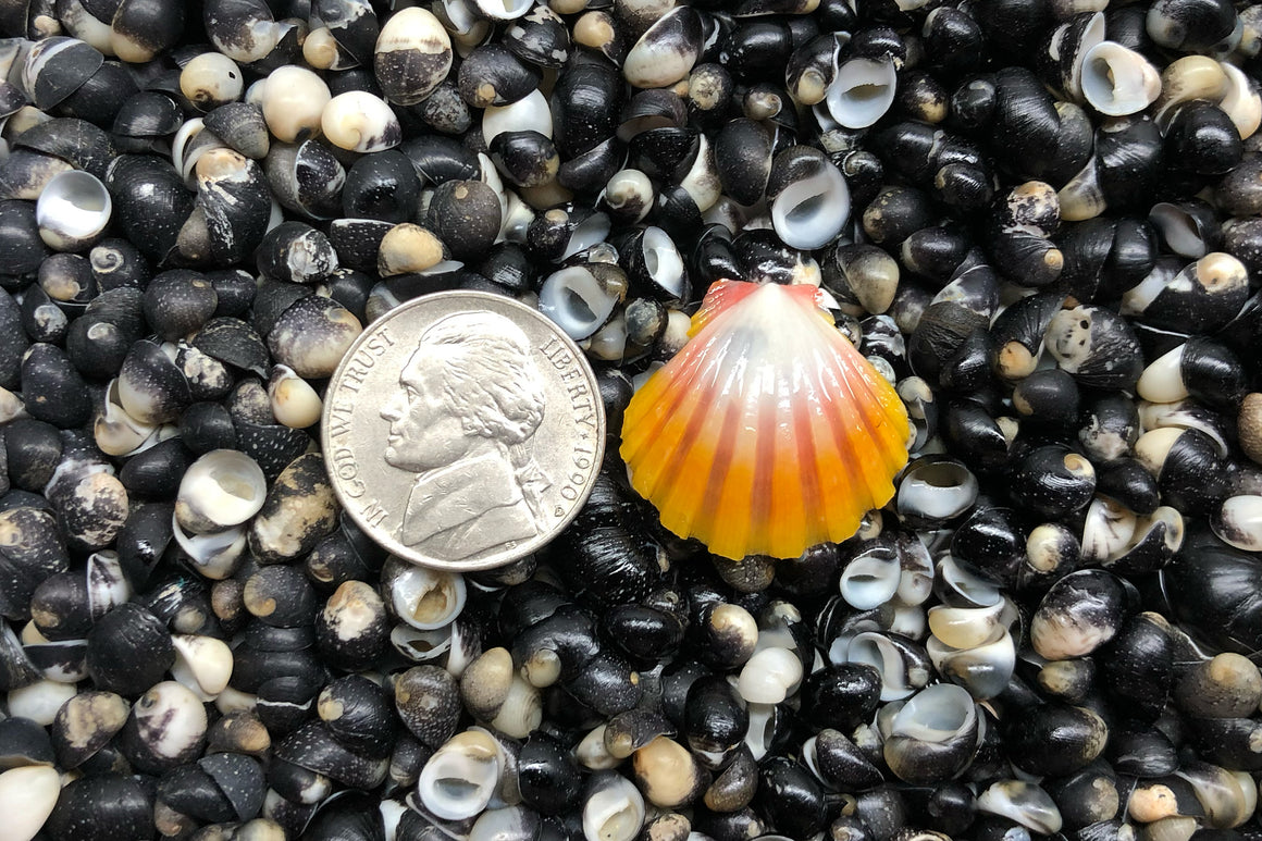 1707 Single Sunrise Shell