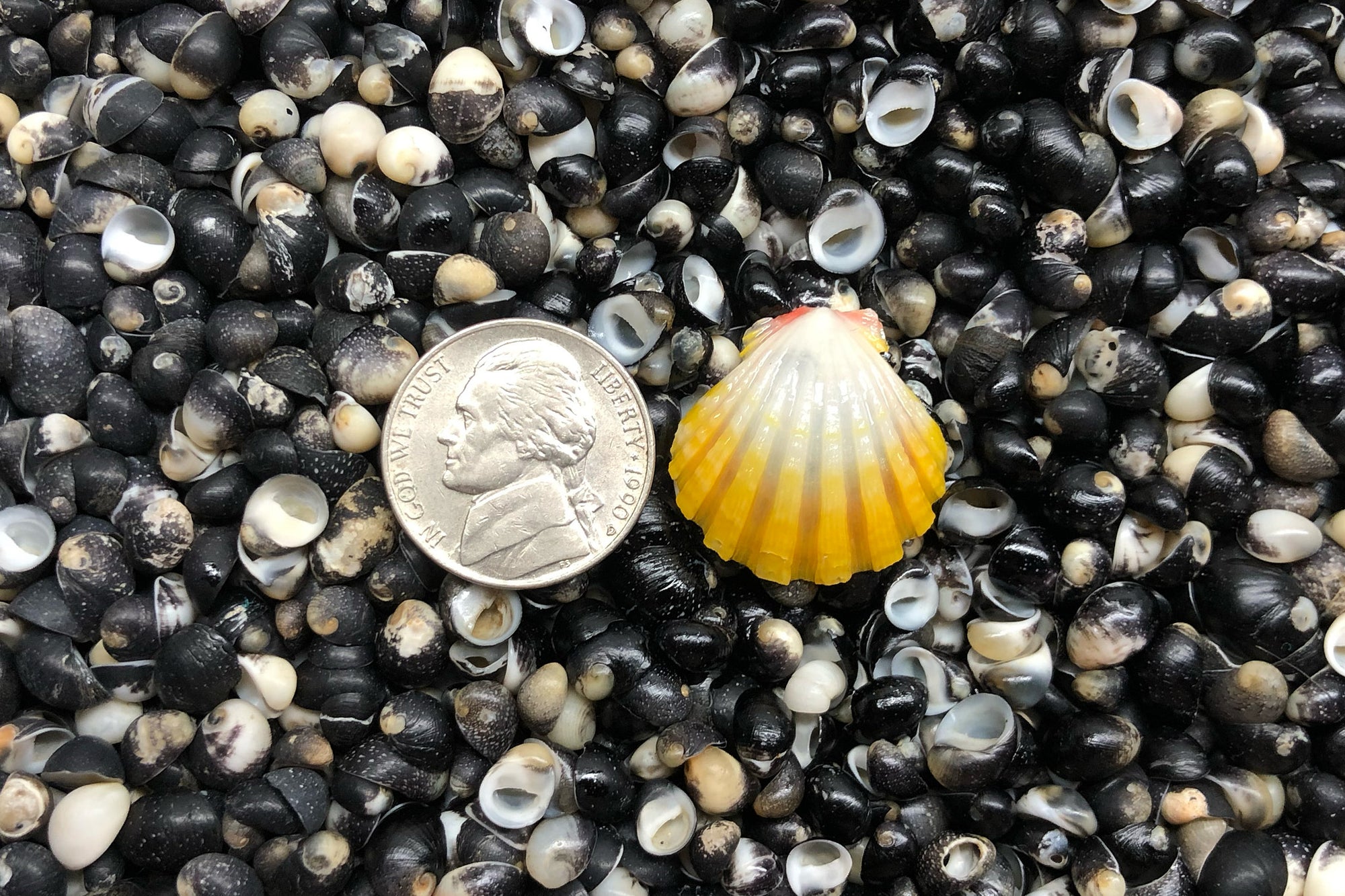 1709 Single Sunrise Shell