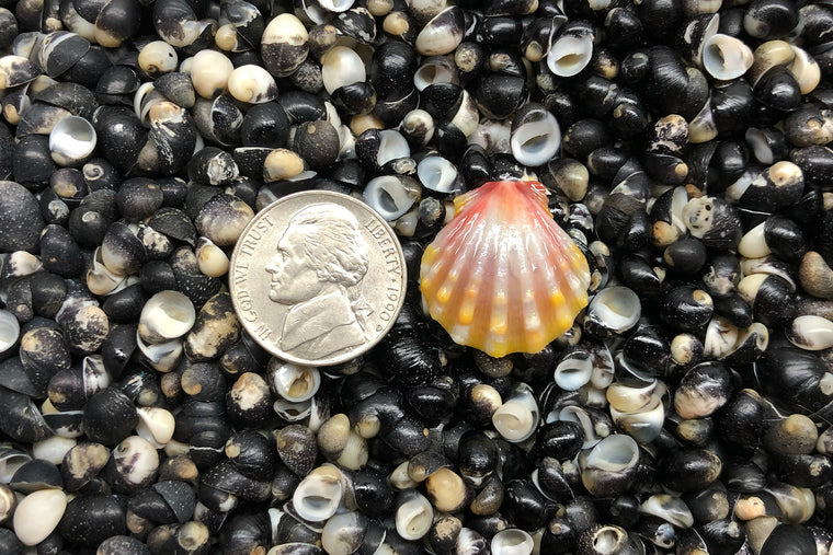 1713 Single Sunrise Shell