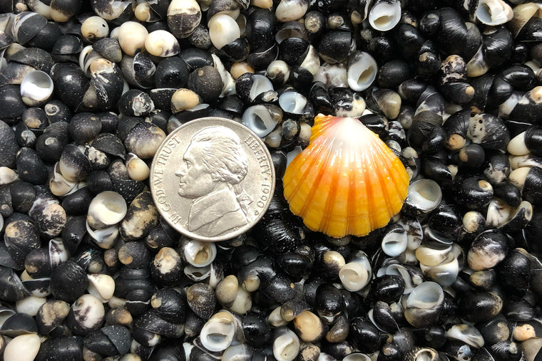 1717 Single Sunrise Shell