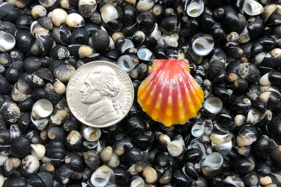 1718 Single Sunrise Shell