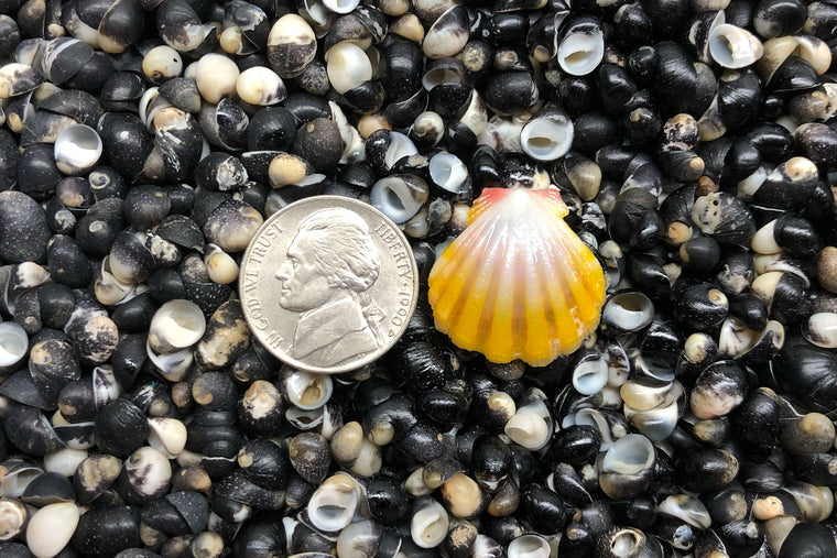 1720 Single Sunrise Shell